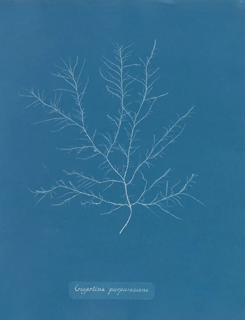 Gigartina Purpurascens Wall Art by Anna Atkins - High-Resolution Digital Print