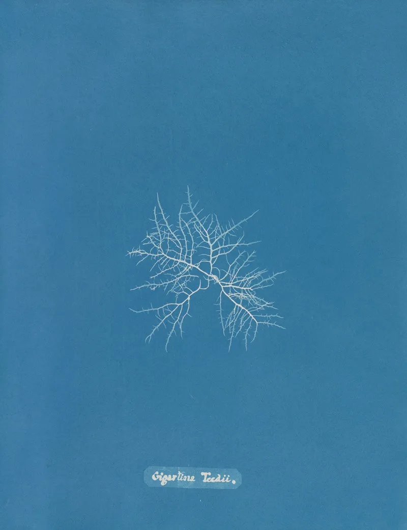 Gigartina Teedii Wall Art by Anna Atkins - High-Resolution Digital Print