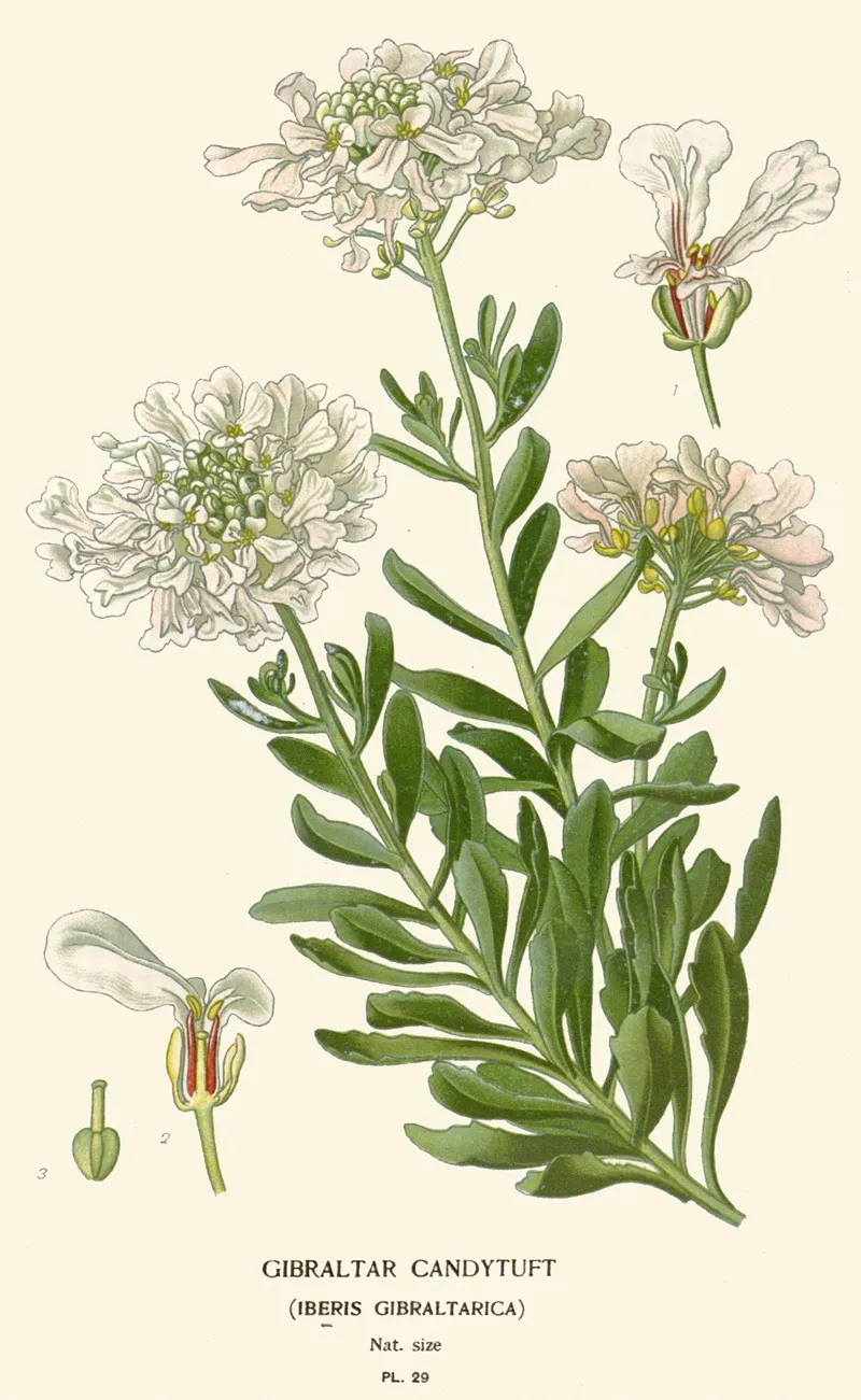Gilbraltar Candytuft Wall Art by Edward Step - High-Resolution Digital Print