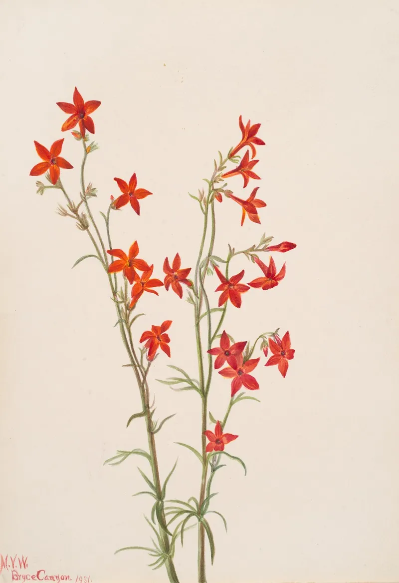 Gilia Arizonica