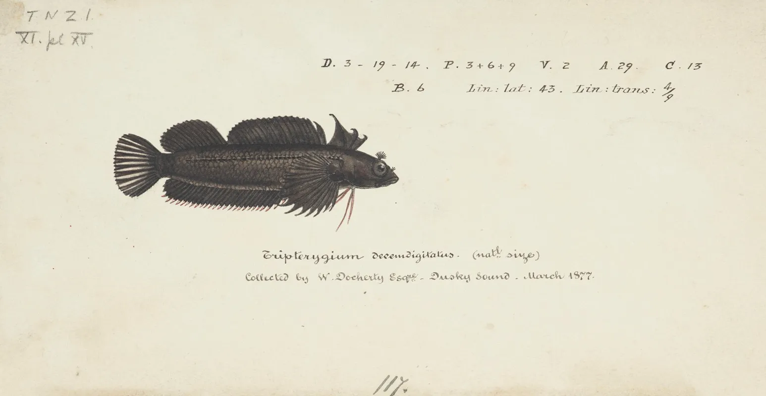 Gilloblennius Tripennis Spectacled Triplefin
