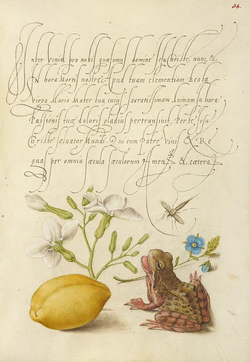 Gillyflower Insect Germander Almond And Frog