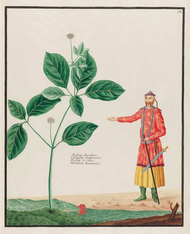 Ginseng Sinensium Wall Art by Petr Martynovich Gofman - High-Resolution Digital Print