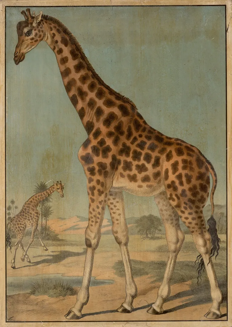 Giraffe 2 Wall Art by Emil Sachsse - High-Resolution Digital Print
