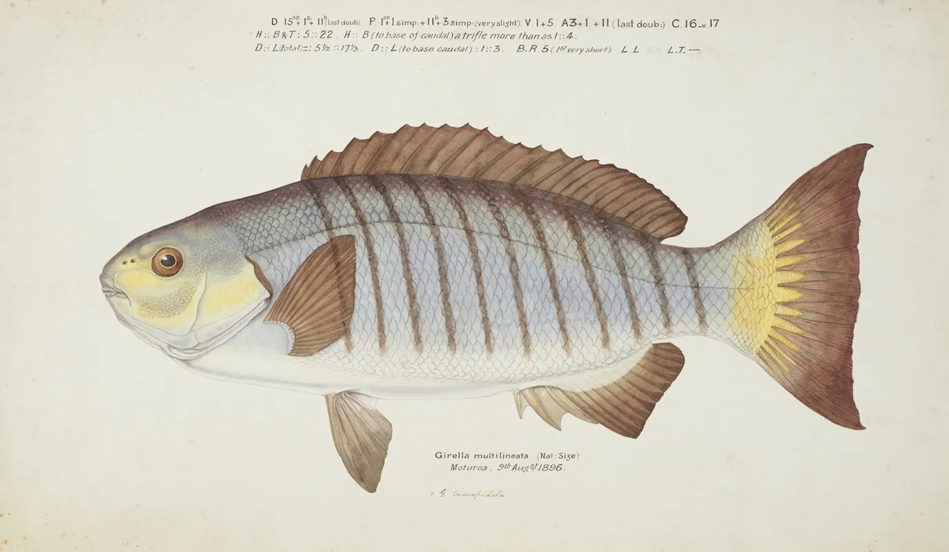 Girella Tricuspidata Nz Blackfish
