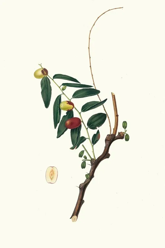Giuggiola A Frutto Oblongo Ziziphus Vulgaris Jujube Wall Art by Giorgio Gallesio - High-Resolution Digital Print