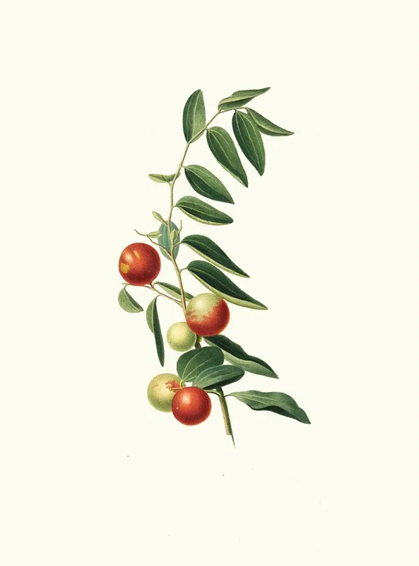 Giuggiola A Frutto Rotondo Zizphus Vulgaris Chinese Jujube Wall Art by Giorgio Gallesio - High-Resolution Digital Print