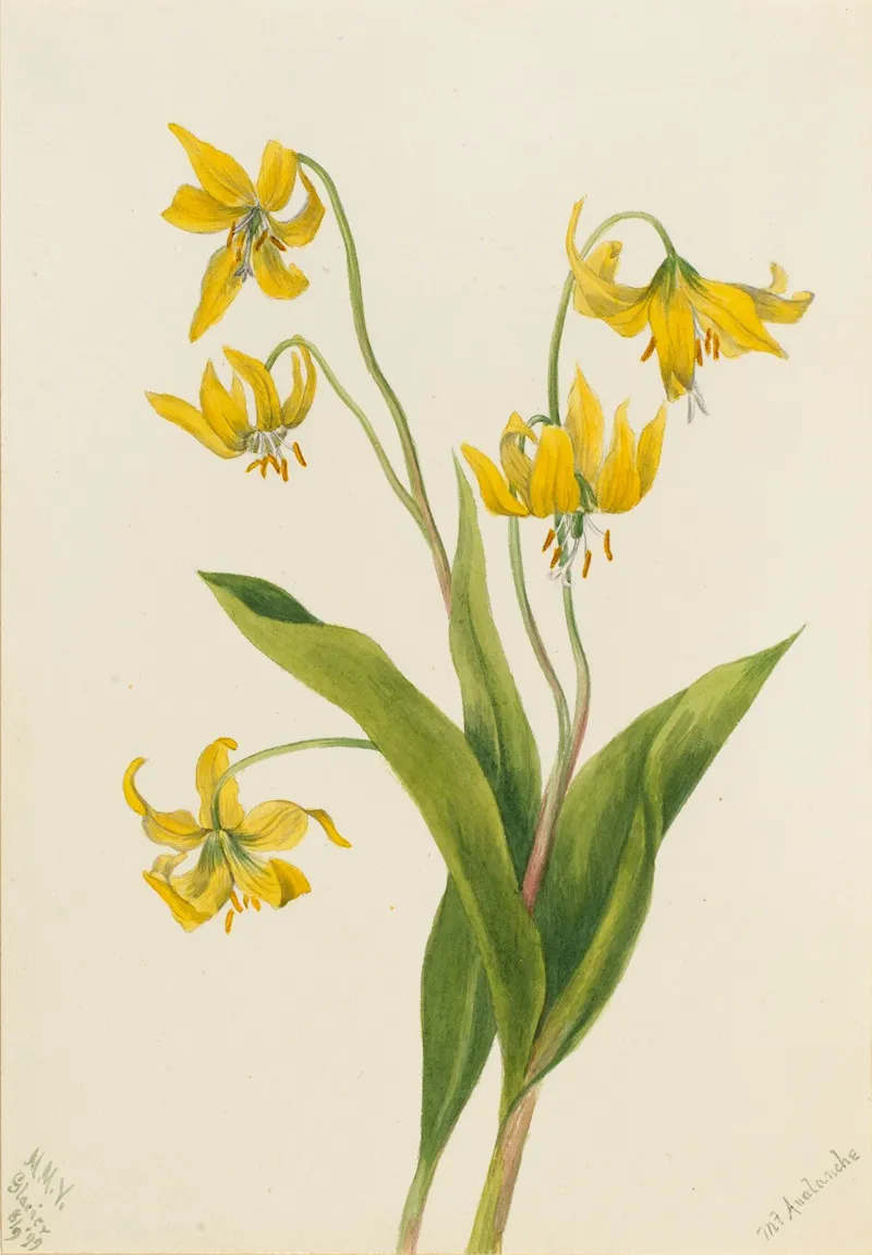 Glacierlily Erythronium Grandiflorum 2