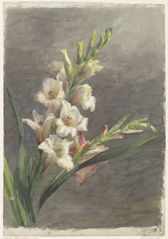 Gladiolen
