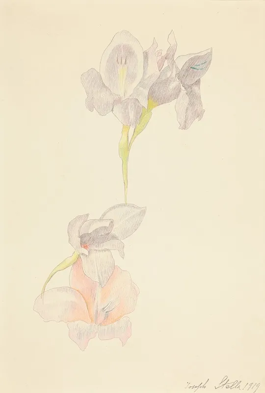 Gladioli 3