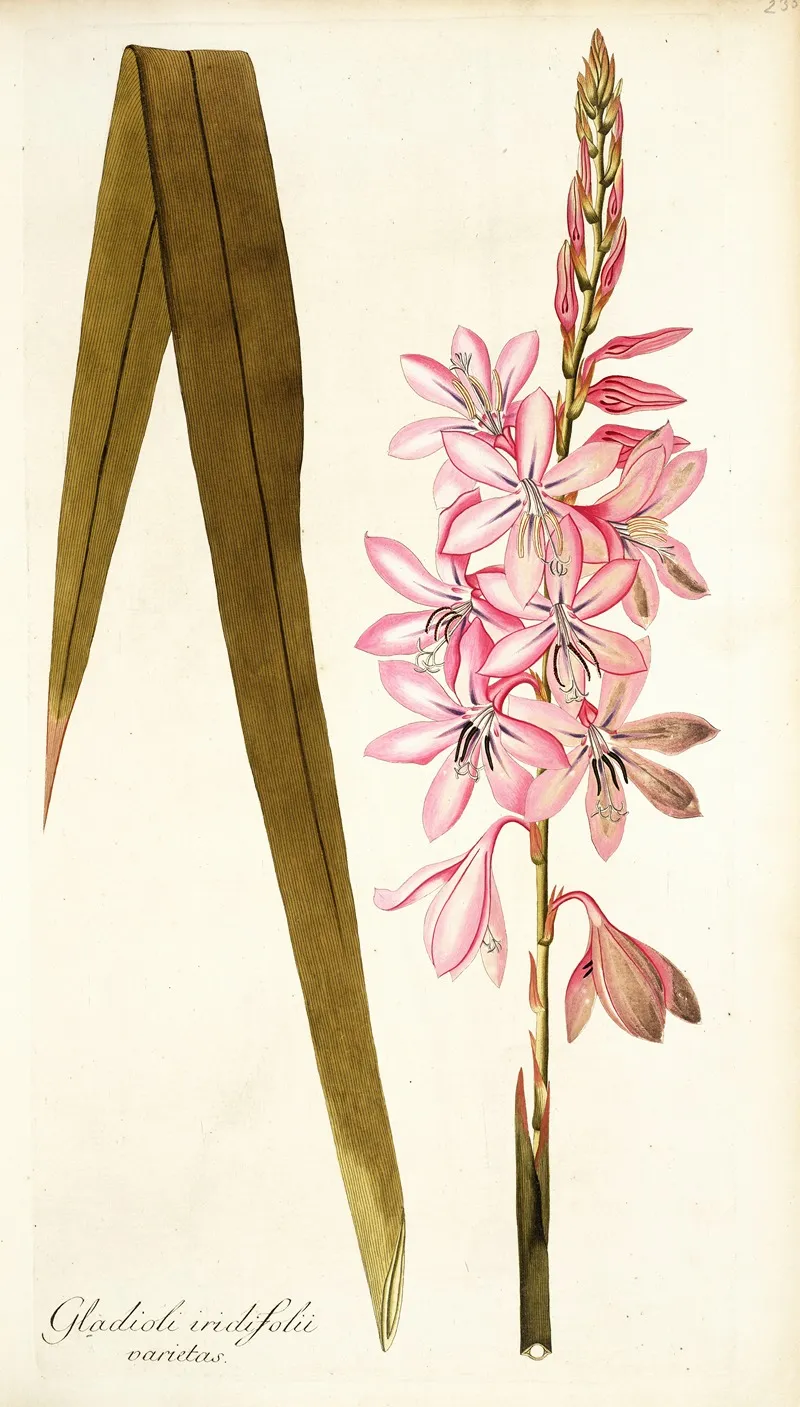 Gladioli Iridifolii Wall Art by Nikolaus Joseph Freiherr von Jacquin - High-Resolution Digital Print