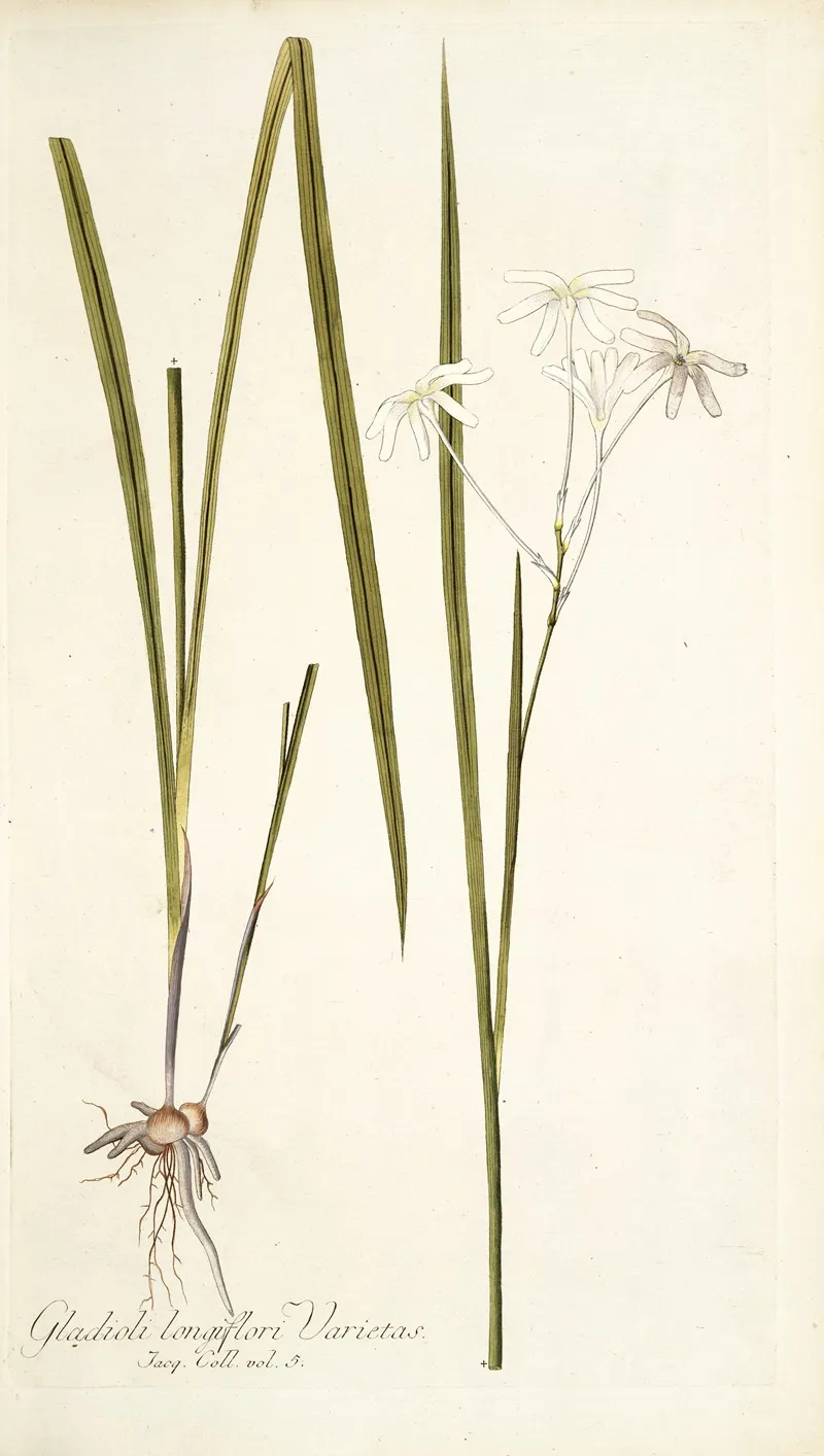 Gladioli Longiflori Varietas Wall Art by Nikolaus Joseph Freiherr von Jacquin - High-Resolution Digital Print