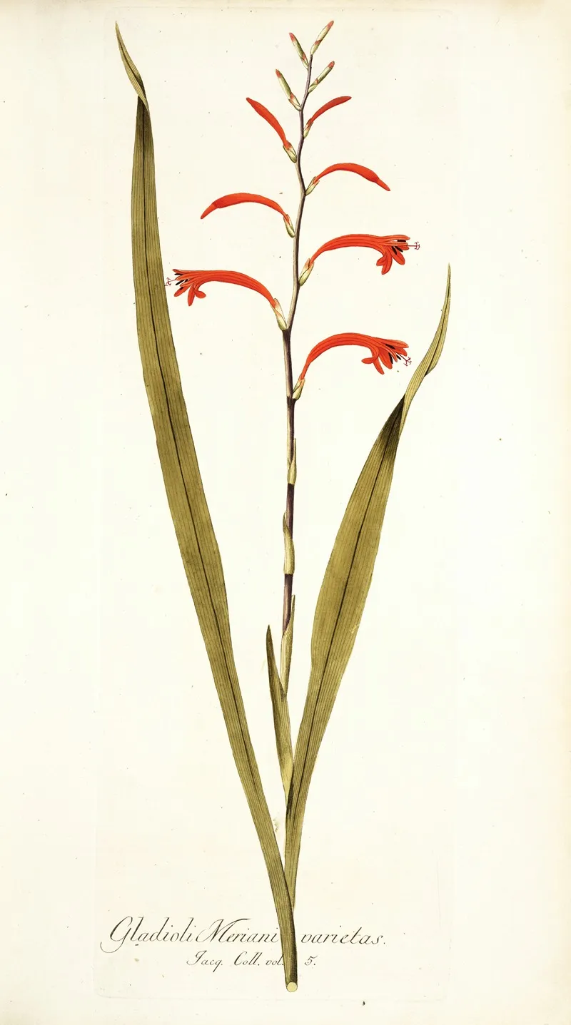Gladioli Meriani Varietas Wall Art by Nikolaus Joseph Freiherr von Jacquin - High-Resolution Digital Print