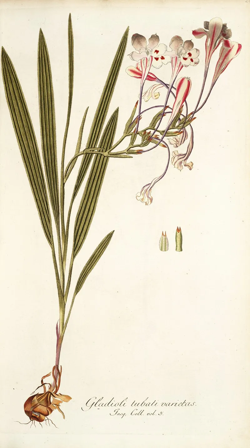 Gladioli Tubati Varietas Wall Art by Nikolaus Joseph Freiherr von Jacquin - High-Resolution Digital Print
