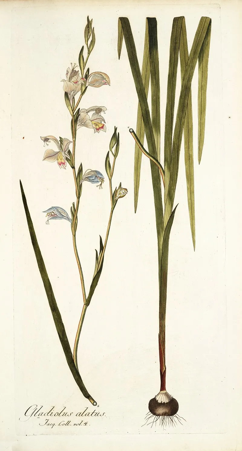 Gladiolus Alatus Wall Art by Nikolaus Joseph Freiherr von Jacquin - High-Resolution Digital Print