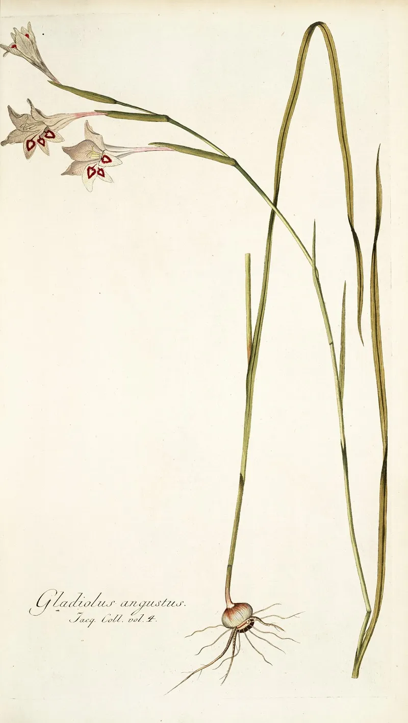 Gladiolus Angustus Wall Art by Nikolaus Joseph Freiherr von Jacquin - High-Resolution Digital Print