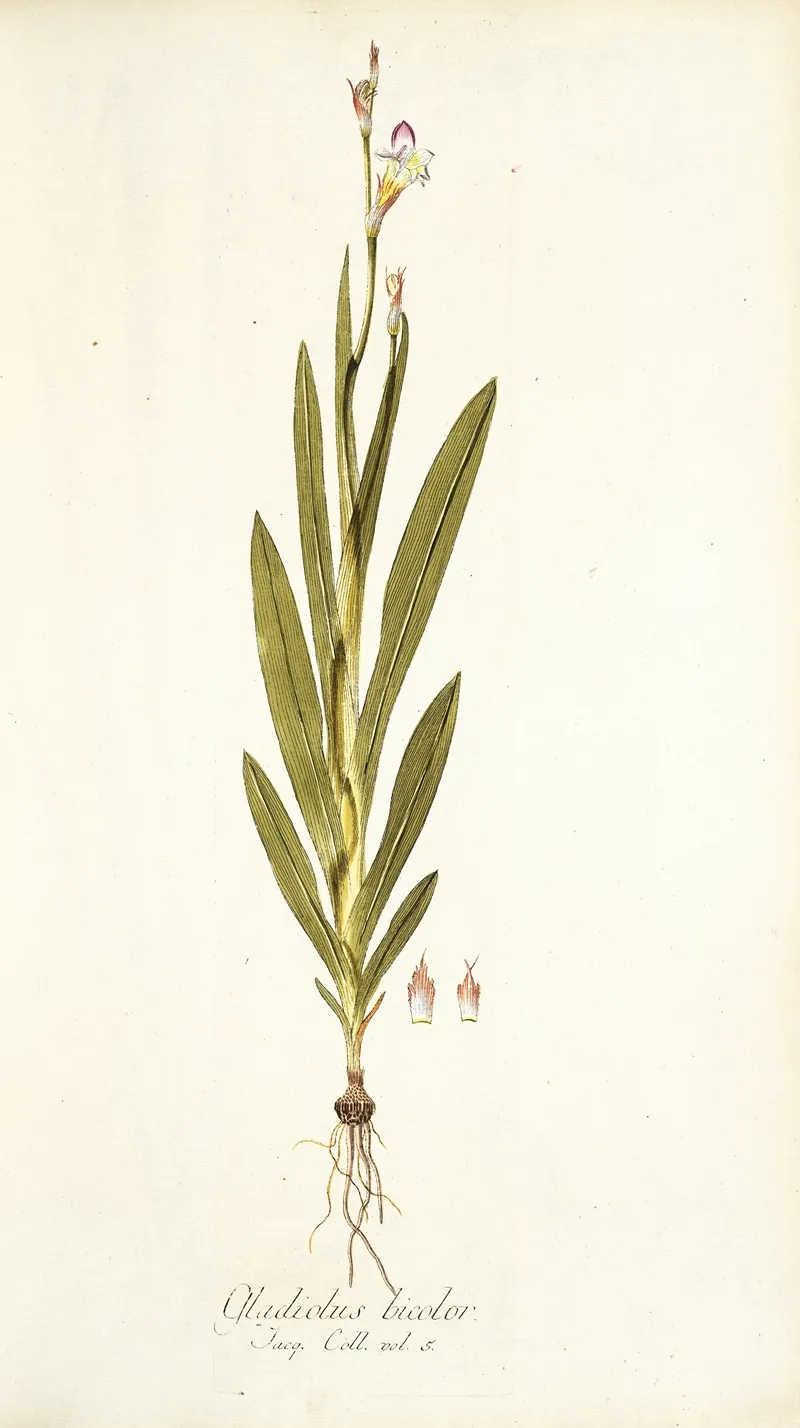 Gladiolus Bicolor Wall Art by Nikolaus Joseph Freiherr von Jacquin - High-Resolution Digital Print