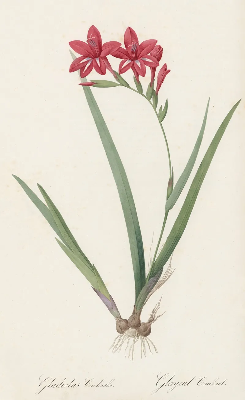 Gladiolus Cardinalis 2 Wall Art by Pierre Joseph Redouté - High-Resolution Digital Print