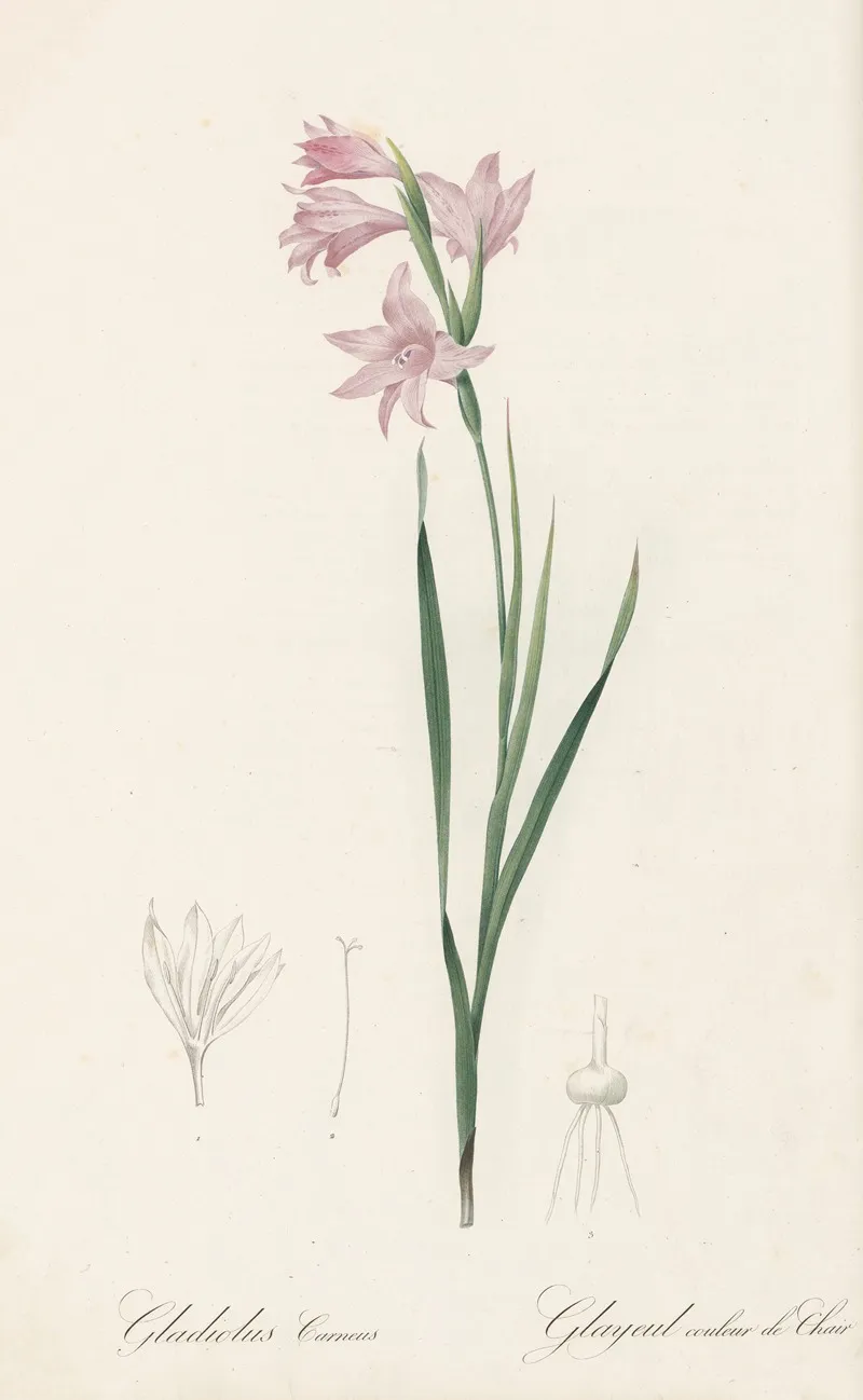 Gladiolus Carneus 2 Wall Art by Pierre Joseph Redouté - High-Resolution Digital Print