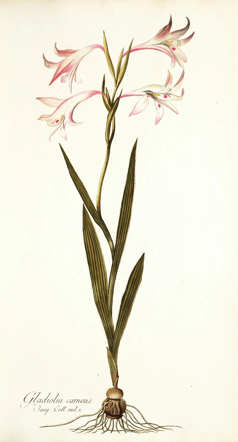 Gladiolus Carneus Wall Art by Nikolaus Joseph Freiherr von Jacquin - High-Resolution Digital Print