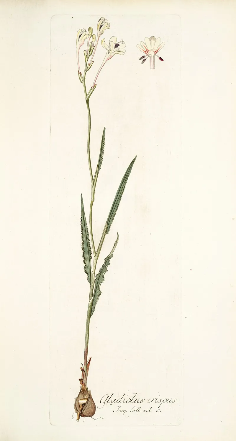 Gladiolus Crispus Wall Art by Nikolaus Joseph Freiherr von Jacquin - High-Resolution Digital Print