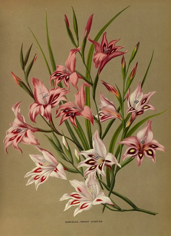 Gladiolus Dwarf Hybrids Wall Art by Arentina Hendrica Arendsen - High-Resolution Digital Print