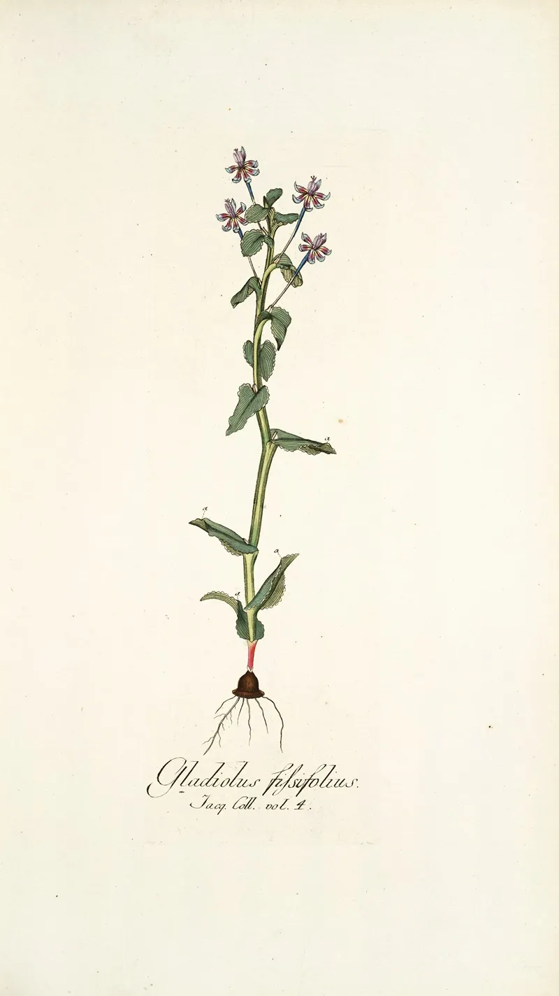 Gladiolus Fissifolius Wall Art by Nikolaus Joseph Freiherr von Jacquin - High-Resolution Digital Print