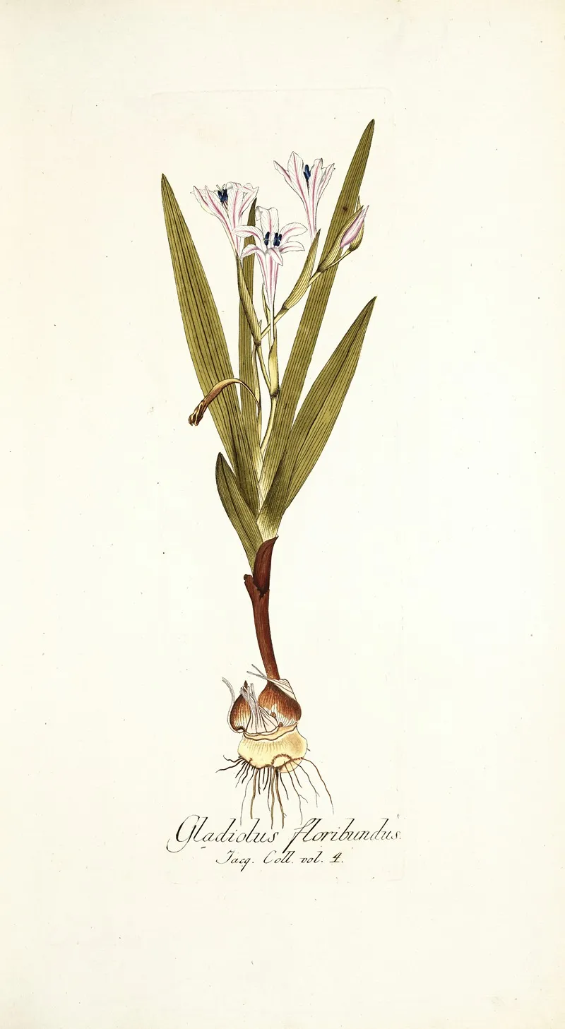 Gladiolus Floribundus 2 Wall Art by Nikolaus Joseph Freiherr von Jacquin - High-Resolution Digital Print