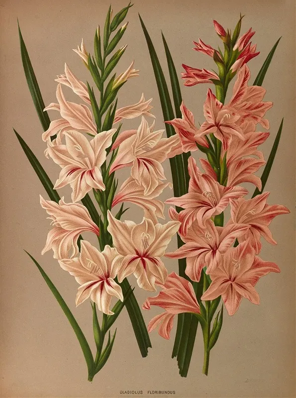 Gladiolus Floribundus Wall Art by Arentina Hendrica Arendsen - High-Resolution Digital Print