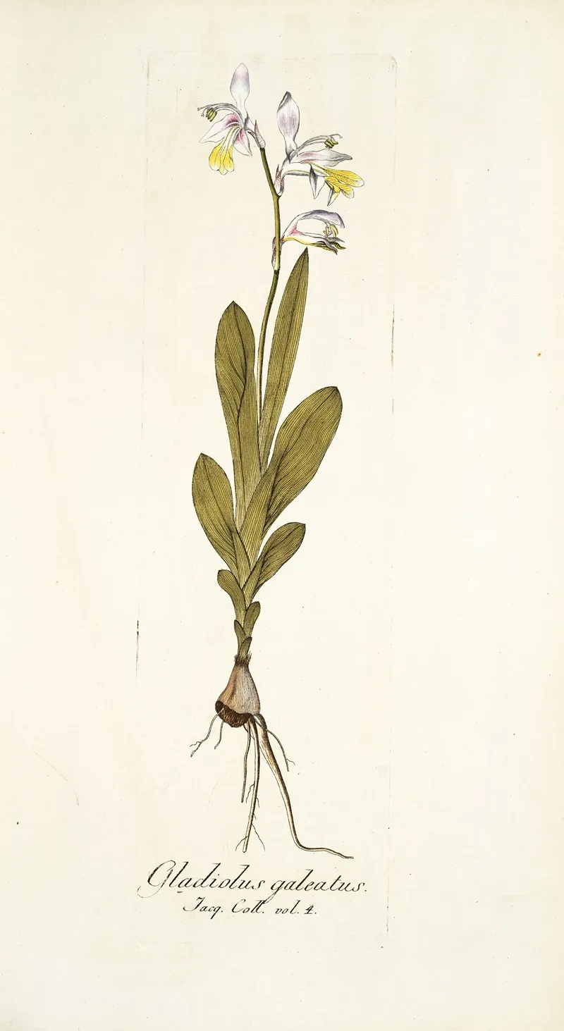 Gladiolus Galeatus Wall Art by Nikolaus Joseph Freiherr von Jacquin - High-Resolution Digital Print