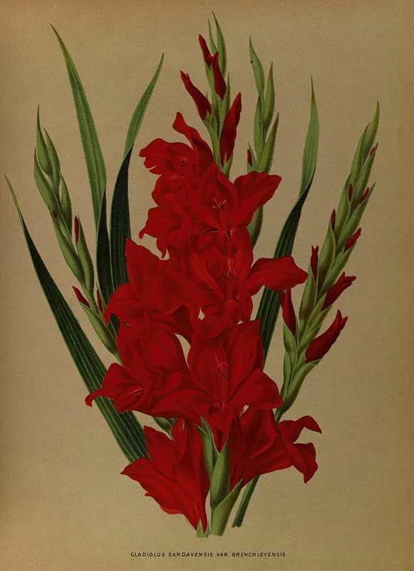 Gladiolus Gandavensis Var Brench Leyensis Wall Art by Arentina Hendrica Arendsen - High-Resolution Digital Print