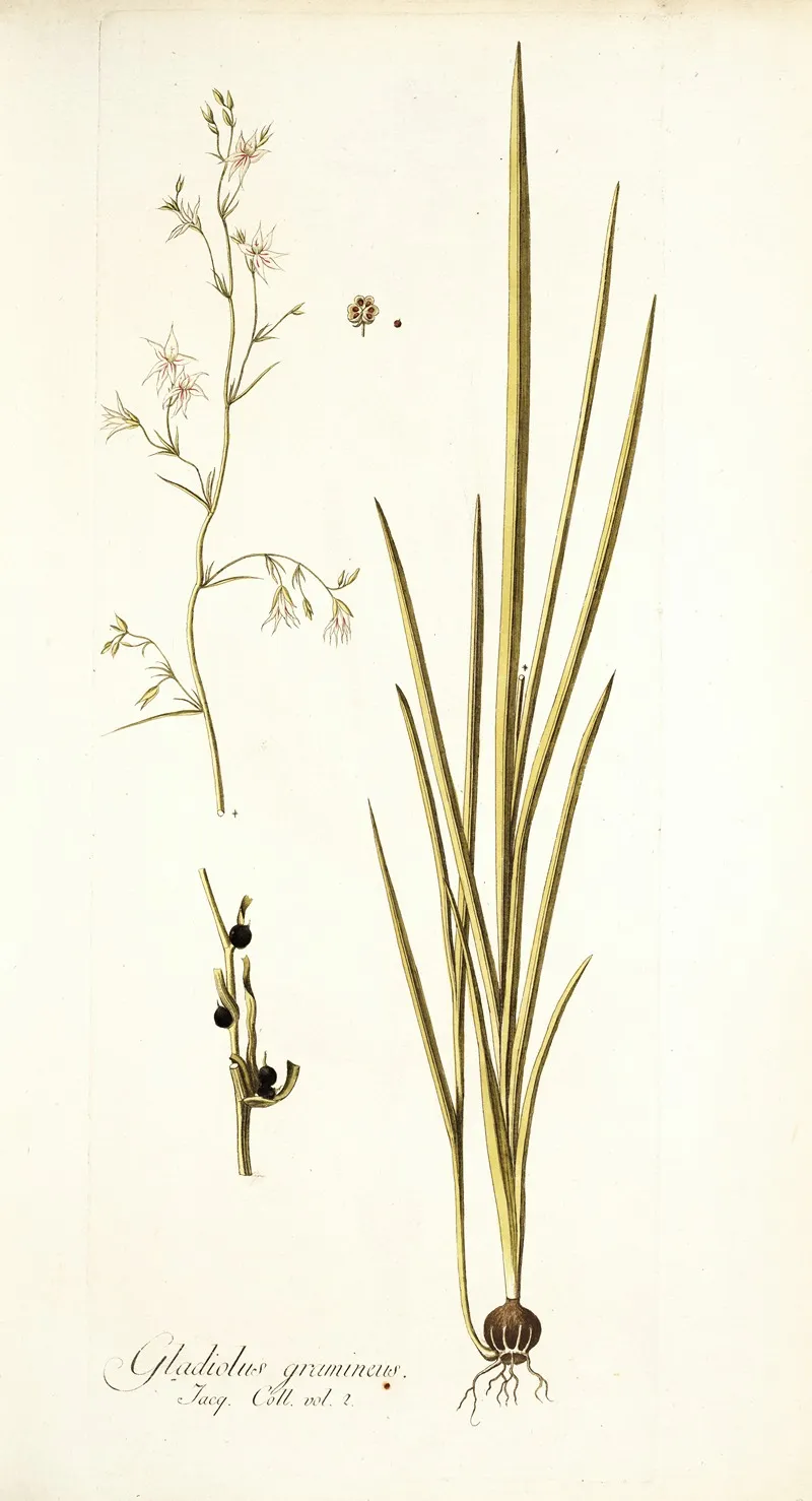 Gladiolus Gramineus Wall Art by Nikolaus Joseph Freiherr von Jacquin - High-Resolution Digital Print