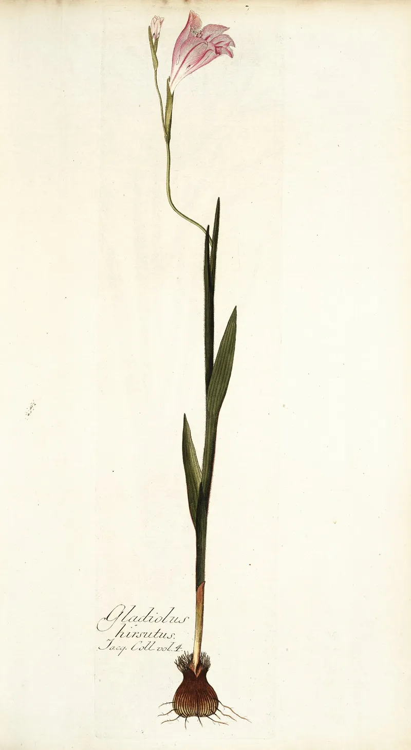 Gladiolus Hirsutus Wall Art by Nikolaus Joseph Freiherr von Jacquin - High-Resolution Digital Print