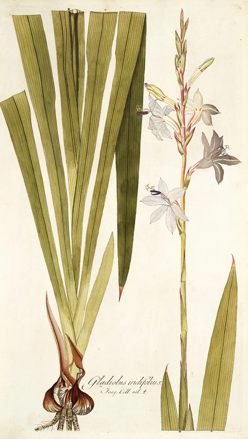 Gladiolus Iridifolius Wall Art by Nikolaus Joseph Freiherr von Jacquin - High-Resolution Digital Print
