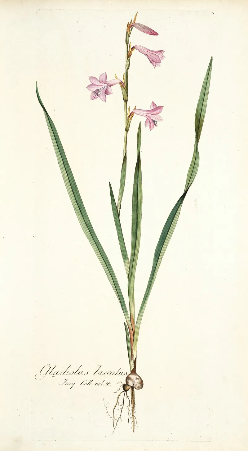 Gladiolus Laccatus Wall Art by Nikolaus Joseph Freiherr von Jacquin - High-Resolution Digital Print