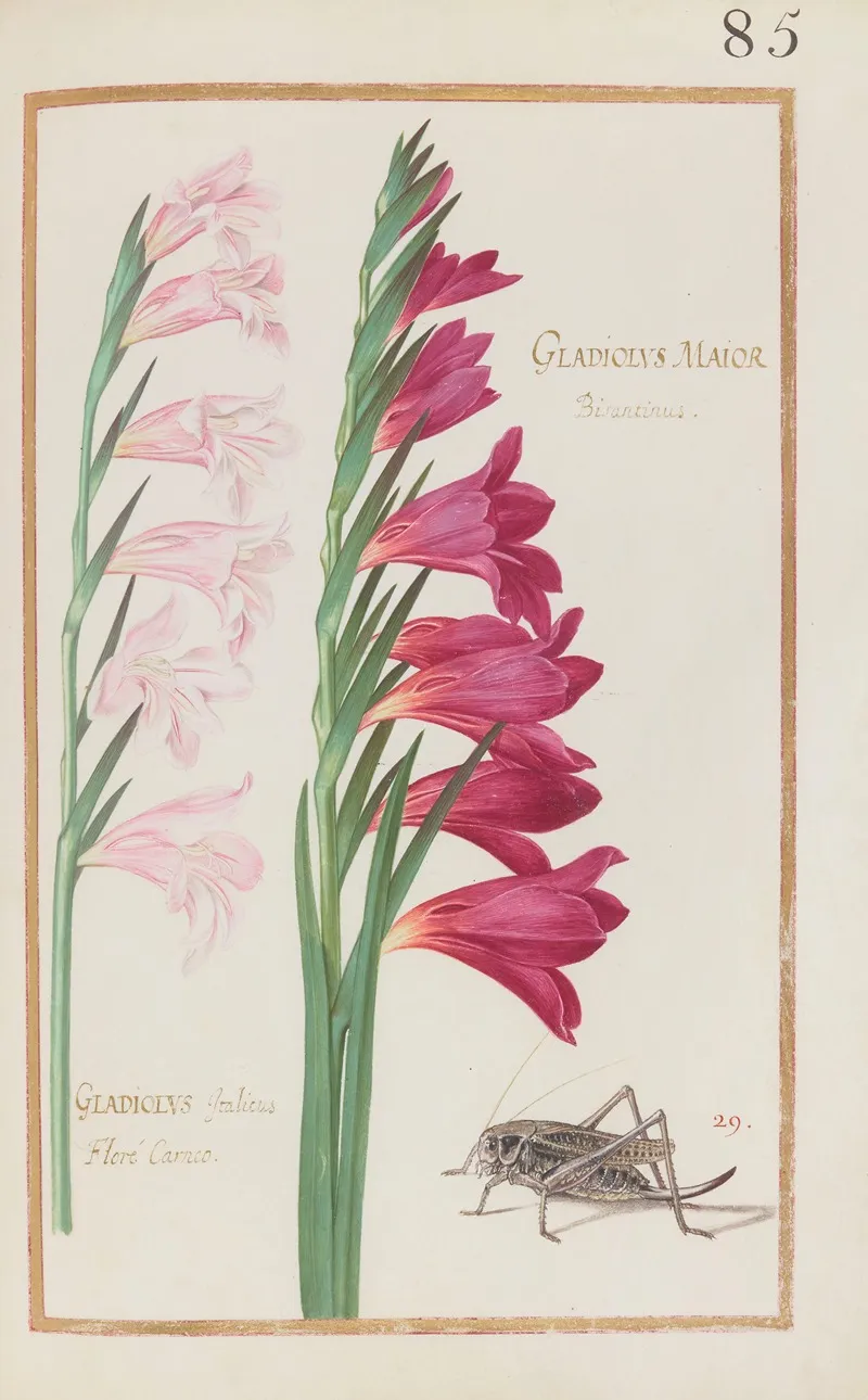 Gladiolus Maior Bisantinus Gladiolus Italicus Flore Carneo Wall Art by Daniel Rabel - High-Resolution Digital Print