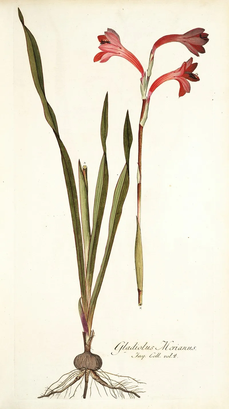 Gladiolus Merianus Wall Art by Nikolaus Joseph Freiherr von Jacquin - High-Resolution Digital Print