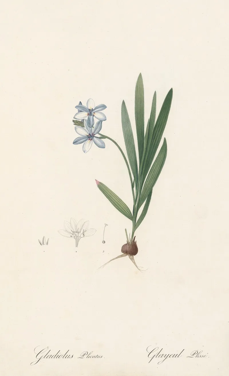Gladiolus Plicatus 2 Wall Art by Pierre Joseph Redouté - High-Resolution Digital Print