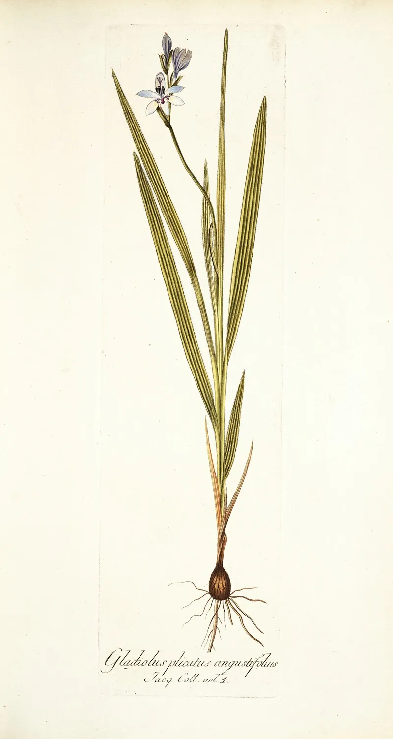 Gladiolus Plicatus Angustifolius Wall Art by Nikolaus Joseph Freiherr von Jacquin - High-Resolution Digital Print