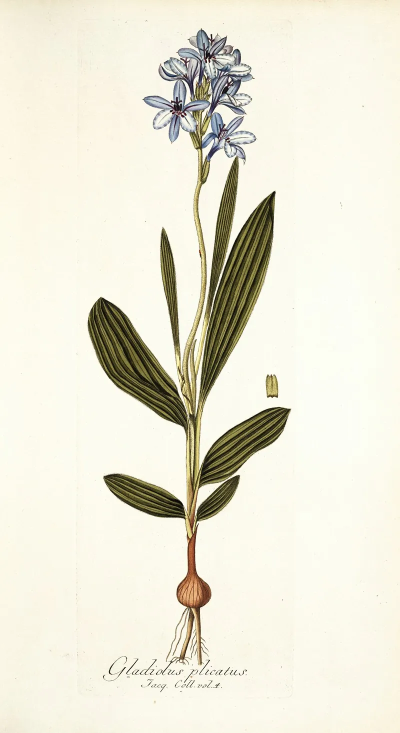 Gladiolus Plicatus Wall Art by Nikolaus Joseph Freiherr von Jacquin - High-Resolution Digital Print