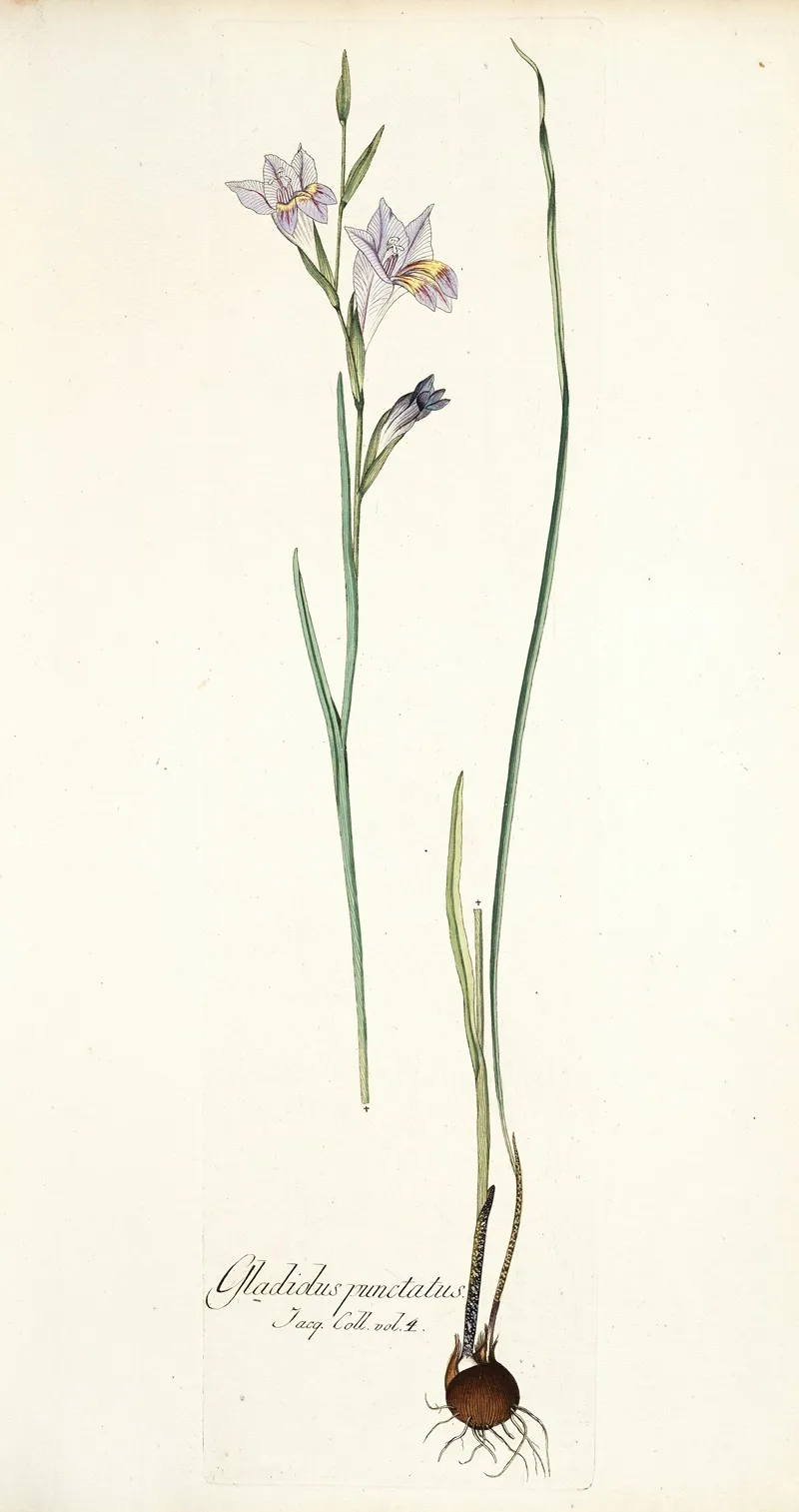 Gladiolus Punctatus Wall Art by Nikolaus Joseph Freiherr von Jacquin - High-Resolution Digital Print