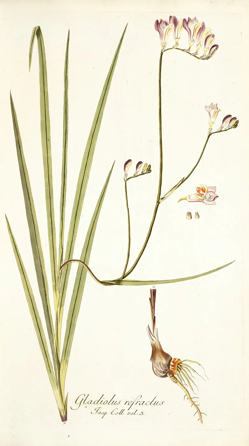 Gladiolus Refractus Wall Art by Nikolaus Joseph Freiherr von Jacquin - High-Resolution Digital Print