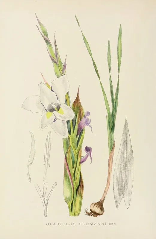 Gladiolus Rehmanni Wall Art by Illtyd Buller Pole-Evans - High-Resolution Digital Print