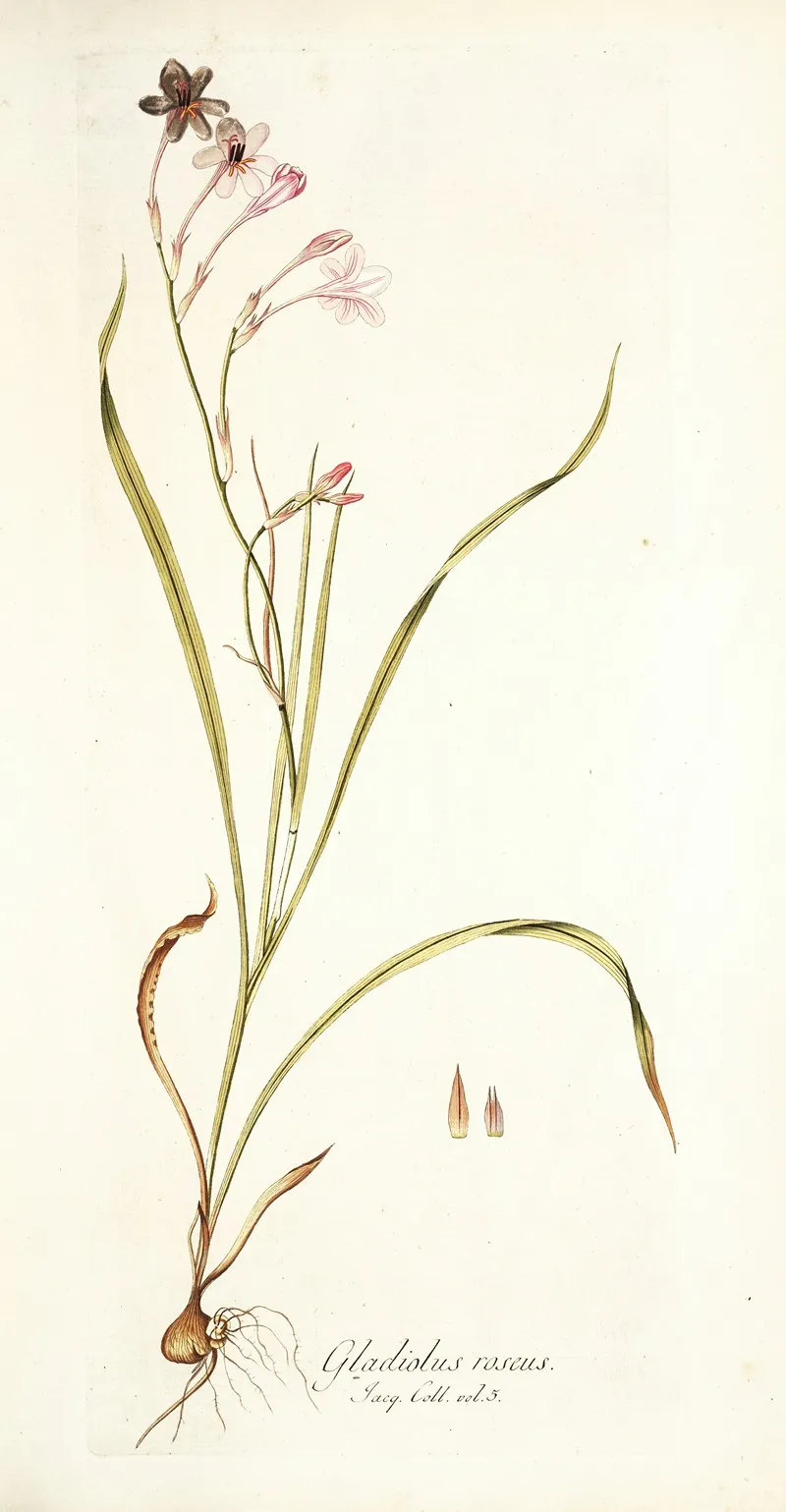 Gladiolus Roseus Wall Art by Nikolaus Joseph Freiherr von Jacquin - High-Resolution Digital Print