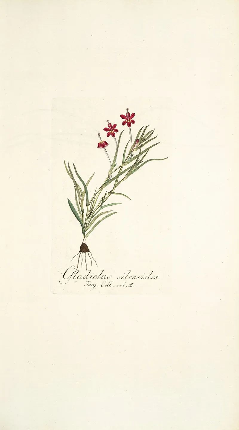 Gladiolus Silenoides Wall Art by Nikolaus Joseph Freiherr von Jacquin - High-Resolution Digital Print