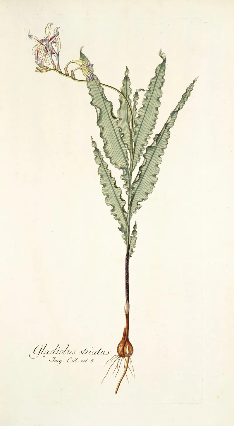 Gladiolus Striatus Wall Art by Nikolaus Joseph Freiherr von Jacquin - High-Resolution Digital Print