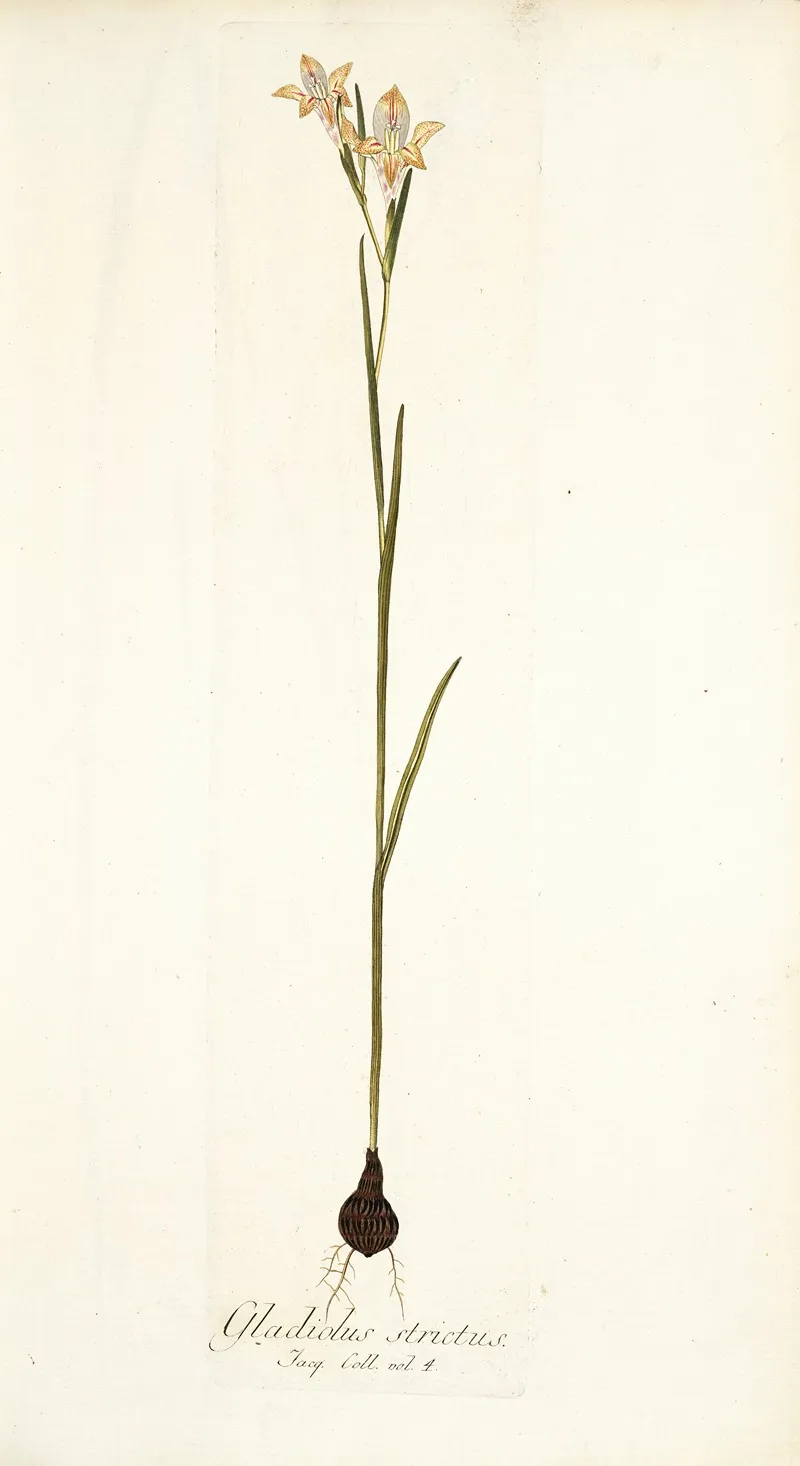 Gladiolus Strictus Wall Art by Nikolaus Joseph Freiherr von Jacquin - High-Resolution Digital Print