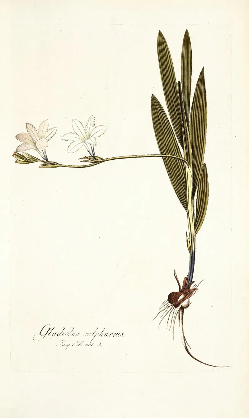 Gladiolus Sulphureus Wall Art by Nikolaus Joseph Freiherr von Jacquin - High-Resolution Digital Print