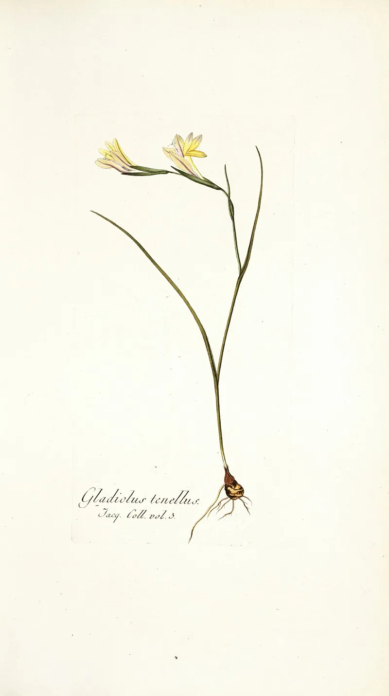 Gladiolus Tenellus Wall Art by Nikolaus Joseph Freiherr von Jacquin - High-Resolution Digital Print