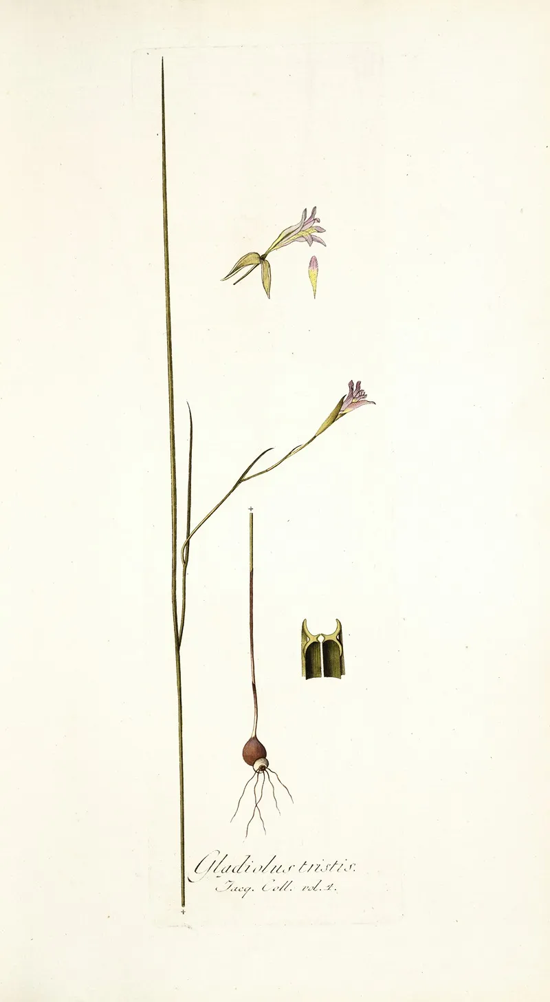 Gladiolus Tristis Prioris Varietas Wall Art by Nikolaus Joseph Freiherr von Jacquin - High-Resolution Digital Print
